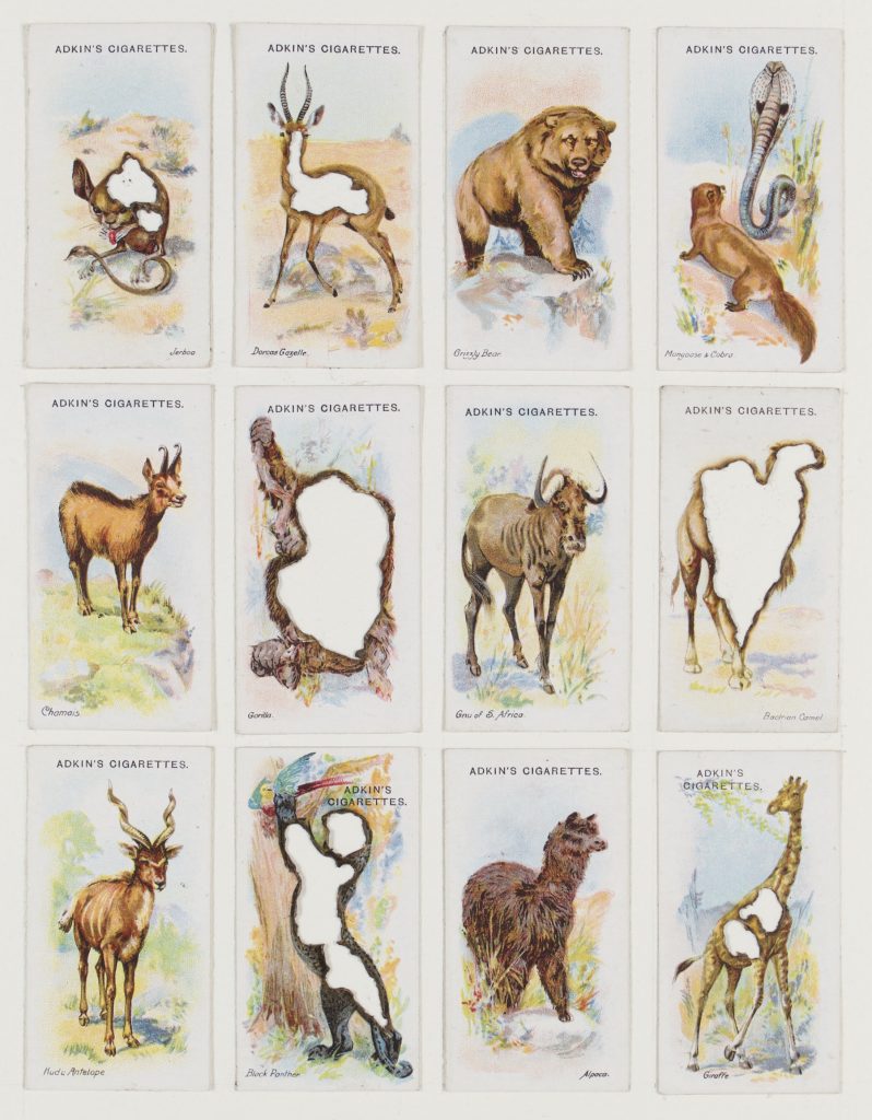 Hit List (Adkin’s cigarettes, 12 wild animals, 1923), 2017. Burnt cigarette cards. 30 x 26 cm.