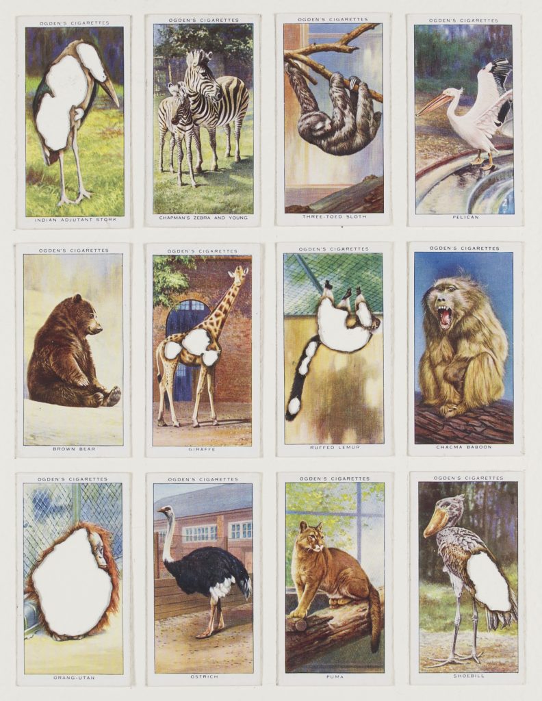 Hit List (Ogdens cigarettes, 12 zoo studies, 1937), 2017. Burnt cigarette cards. 31 x 26 cm.