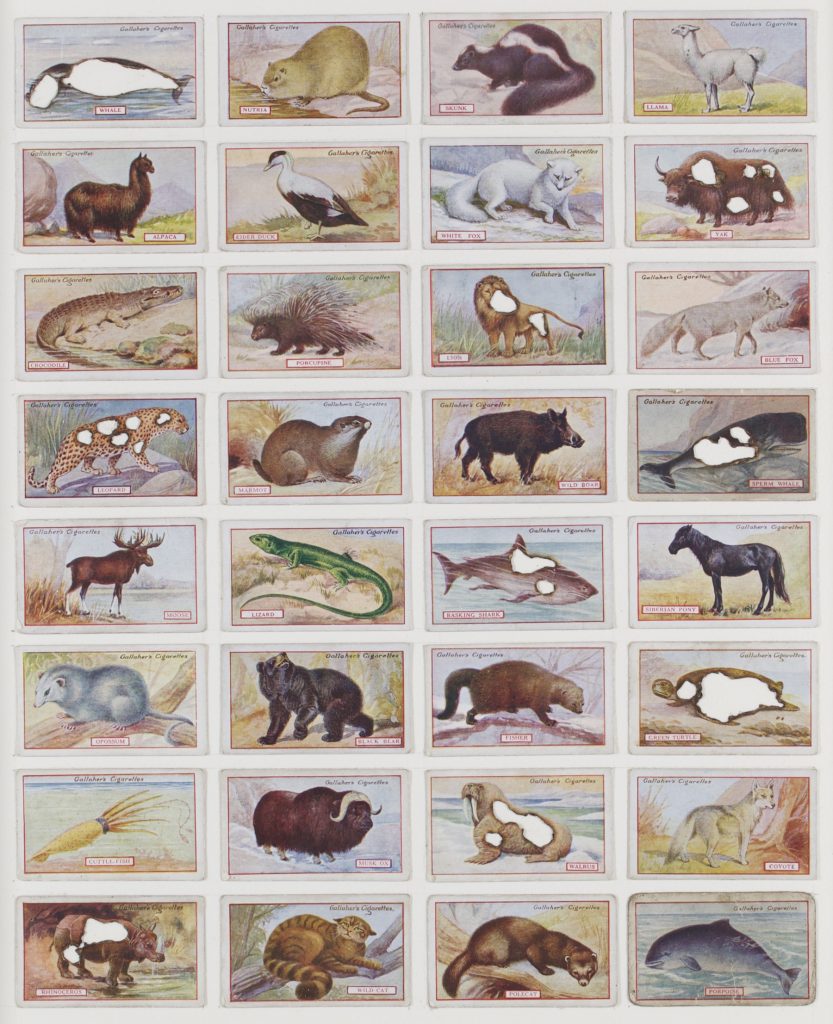 Hit List (Gallaghers cigarettes, 32 animals of commercial value, 1921), 2017. Burnt cigarette cards. 41 x 35 cm.