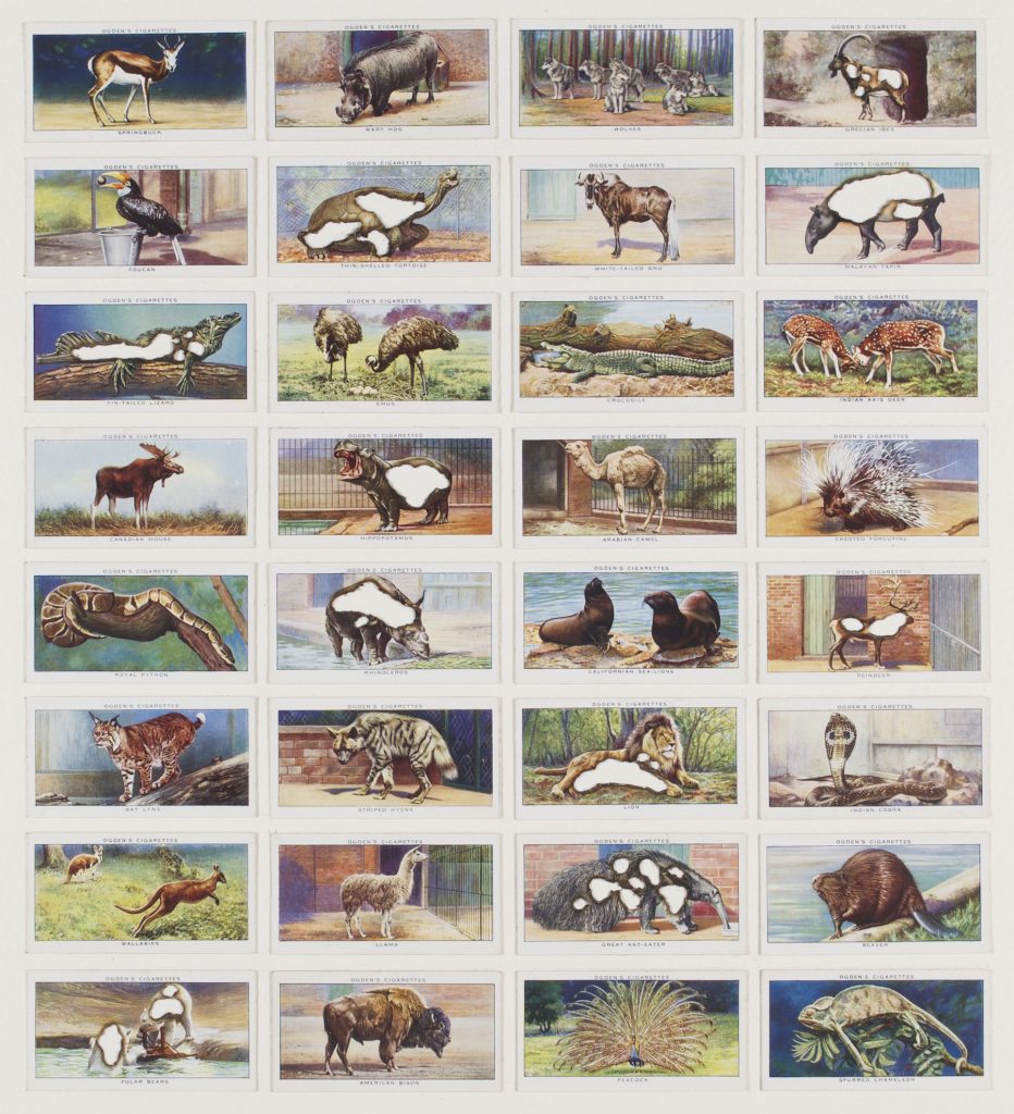Hit List (Ogdens cigarettes, 32 zoo studies, 1937), 2017. Burnt cigarette cards. 42 x 38 cm.