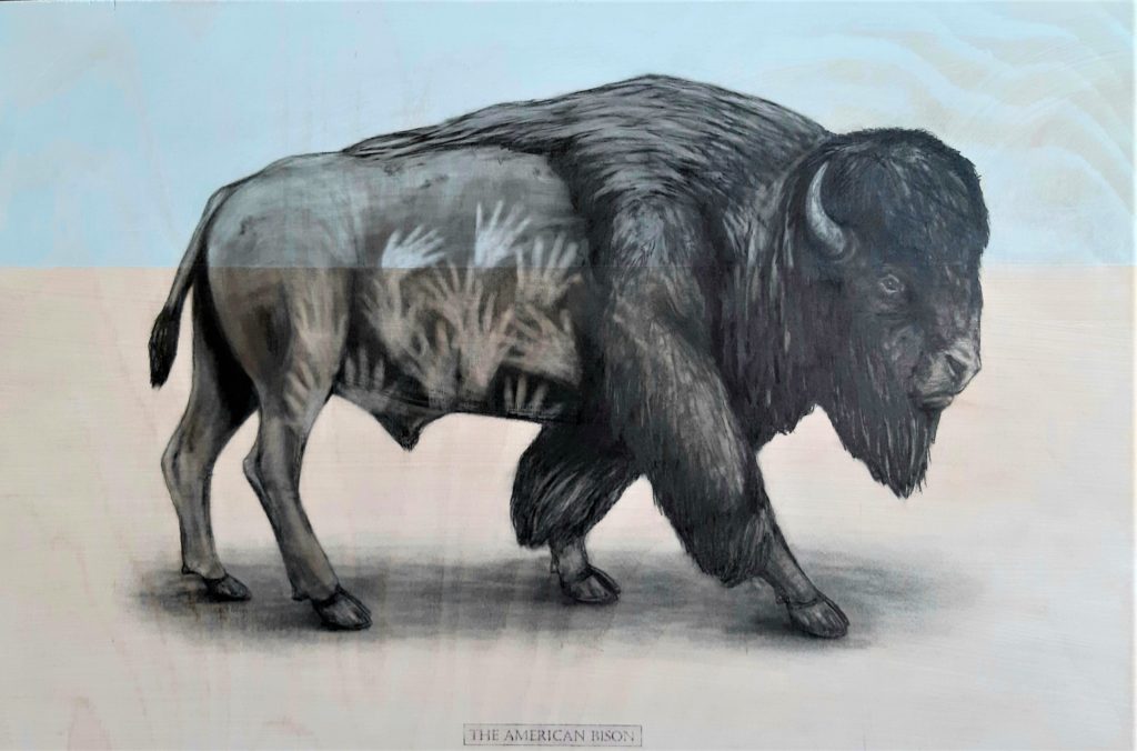 The American Bison, 2020. Graphite and acrylic on plywood.