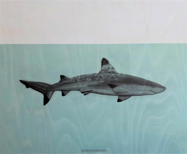 The Blacktip reef shark, 2020. Graphite and acrylic on plywood. 70 x 85 cm.