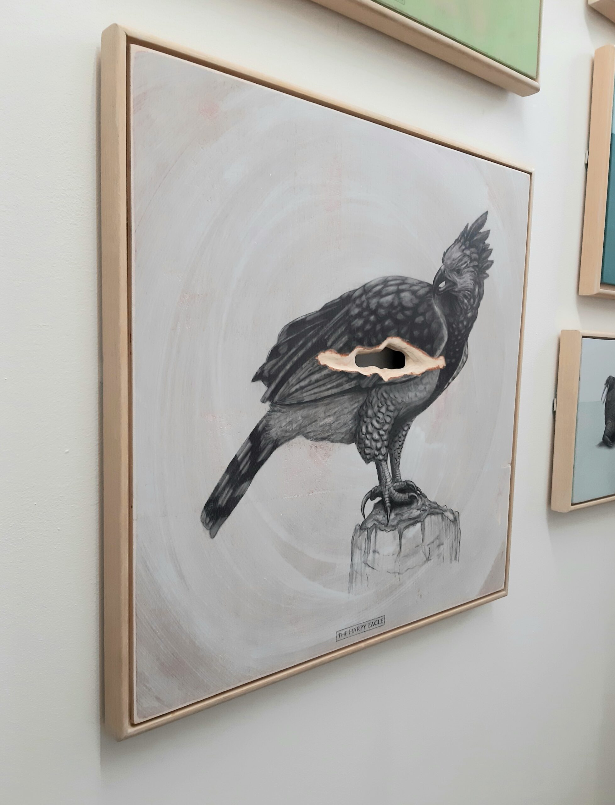 The Harpy Eagle, 2019. Graphite on whitewashed plywood that is then sanded. 65 x 65 x 4 cm.