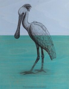 The Eurasian Spoonbill, 2020. Charcoal and acrylic on plywood. 46 x 35 cm.