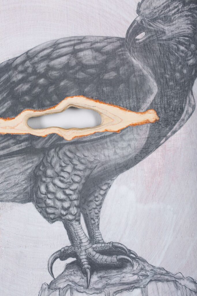 Detail from: The Harpy Eagle. Graphite on white washed plywood that is then sanded. 65 x 65 x 4 cm. Framed in white varnished obeche. 2019