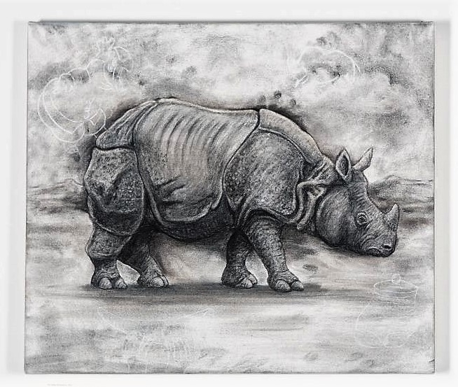 The Indian Rhinoceros, 2021. Charcoal and chalk on primed canvas. 61 x 71 cm.