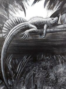 The Phillipine Sail Fin Lizard, 2022. Charcoal, chalk and gesso on canvas. 71 x 61 cm